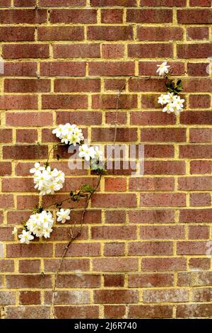 Close-up Blumenportrait von auffälligen Clematis x Cartmanii ‘Avalanche Blumen gegen Backsteinmauer Stockfoto