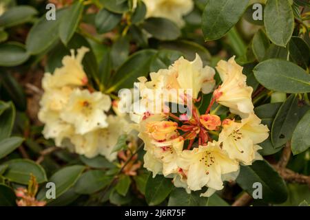 Nahaufnahme der Rhododendron „Horizon Monarch“-Blumen und -Blätter Stockfoto