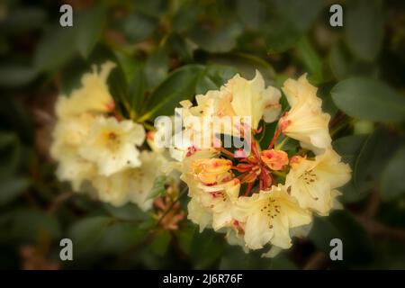 Nahaufnahme der Rhododendron „Horizon Monarch“-Blumen und -Blätter Stockfoto