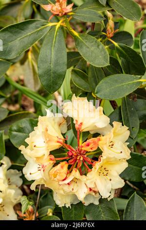 Nahaufnahme der Rhododendron „Horizon Monarch“-Blumen und -Blätter Stockfoto