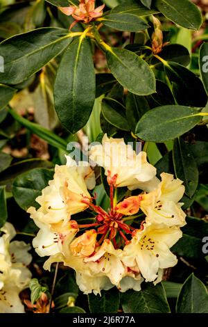 Nahaufnahme der Rhododendron „Horizon Monarch“-Blumen und -Blätter Stockfoto