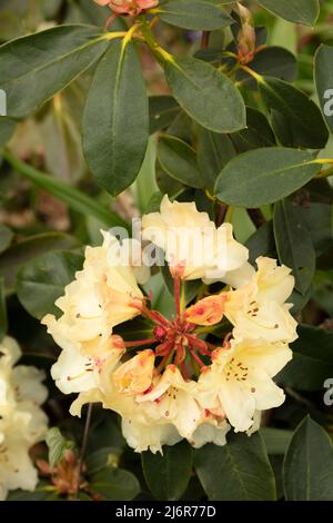 Nahaufnahme der Rhododendron „Horizon Monarch“-Blumen und -Blätter Stockfoto