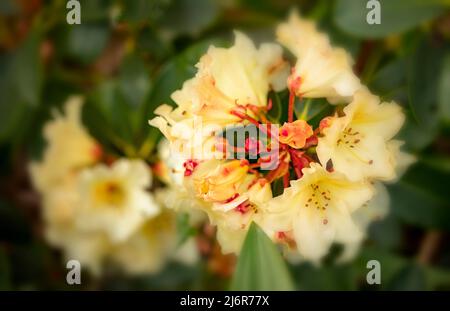 Nahaufnahme der Rhododendron „Horizon Monarch“-Blumen und -Blätter Stockfoto