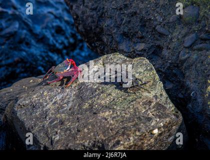 Rote und schwarze Krabben zwischen Felsen am Meeresufer stehen in der Sonne, die sich gegenübersteht Stockfoto