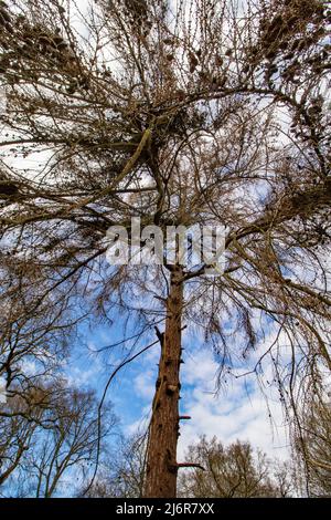 Einfache Genüsse; durch ein Baumdach nach oben schauen und den Sonnenschein eines warmen Frühlingstages spüren Stockfoto