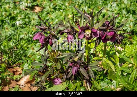 Rote Fastenrose, helleborus orientalis, Pflanze in einem Garten Stockfoto