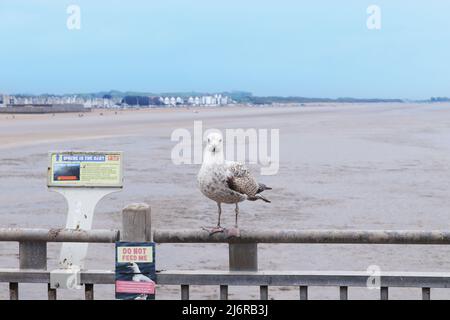 Möwe neben einem 'DON'T FEED ME'-Schild mit Weston-super-Mare im Hintergrund Stockfoto