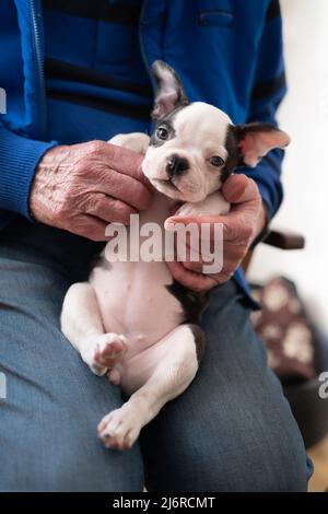 Älterer Mann mit einem weiblichen Boston Terrier Welpen auf dem Schoß. Sie schaut auf die Kamera. Stockfoto