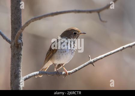 Einsiedler Thrush songbird sitzt auf einem Ast Stockfoto
