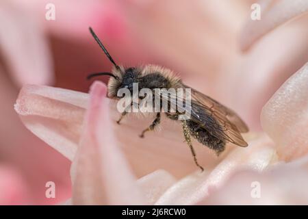 Schwarze und einsame Bergbaubiene in rosafarbener Blume Stockfoto