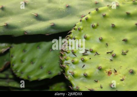 Nahaufnahme von Nopal con espinas oder den Opuntia-Kakteen oder Kaktusfeigen, einem gemeinsamen Ingredient in mexikanischen Gerichten und Medizin Stockfoto