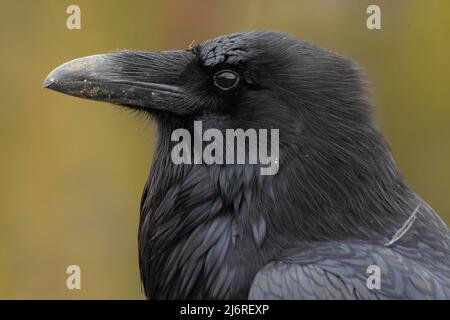 Gemeiner Rabe (Corvus corax), Yellowstone-Nationalpark, Wyoming Stockfoto