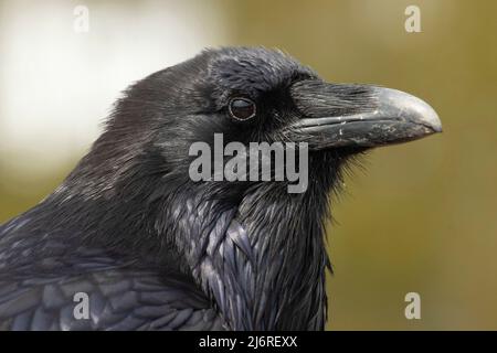 Gemeiner Rabe (Corvus corax), Yellowstone-Nationalpark, Wyoming Stockfoto