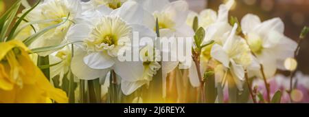Narcissus auf einem Hintergrund von saftigem Grün. Hintergrund von weißen Frühlingsblumen. Blühende Blüten von Narzissen im Frühling Stockfoto