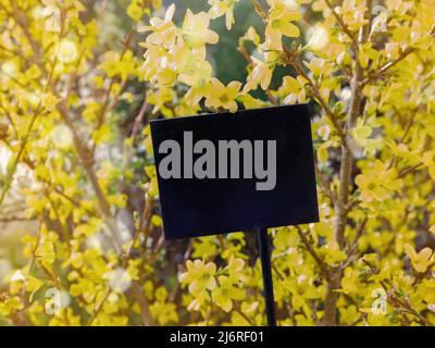 Natürlicher Hintergrund von gelben Frühlingsblumen. Nahaufnahme von blühenden Forsythia Zweigen an einem hellen Frühlingstag. Frühlingskonzept und Frühlingshintergrund. Stockfoto