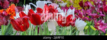 Rote Tulpen in sanftem Licht auf unscharfem Hintergrund mit Platz für Text. Tulpe blüht im Frühjahr im Gewächshaus. Blumenbanner für Floristen Shop. Stockfoto