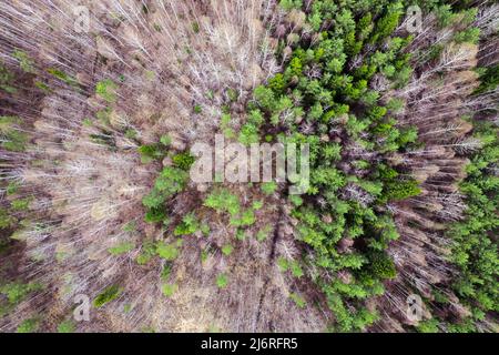 Gemischte Wälder von oben nach unten aus der Luft Stockfoto