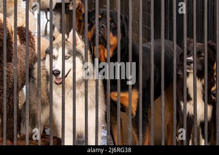 Hunde in einem Käfig - darunter ein sibirischer Husky mit blauen Augen, der wehmütig hinter Gittern in einer Hundetagesstätte ausschaut Stockfoto