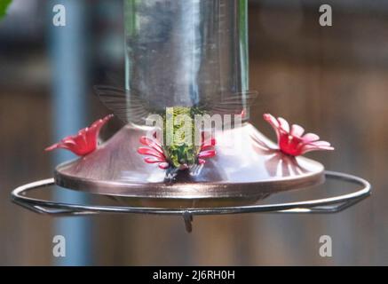 Grüner Kolibri am Vogelfutterhäuschen schwebt mit dem Rücken zur Kamera Stockfoto