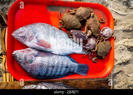 Frisch gefangener Fisch zum Verkauf auf Einem Caballito de Totoro (traditionelles Schilfboot), Pimentel Beach, Chiclayo, Provinz Chiclayo, Peru. Stockfoto
