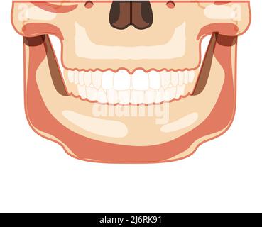 Schädel Skelett Smiley menschlicher Kopf teilweise Vorderansicht mit Zahnreihe. Modell der menschlichen Kiefer. Set aus Chump 3D realistische flache natürliche Farbe Konzept Vektor-Illustration der Anatomie isoliert auf weißem Hintergrund Stock Vektor