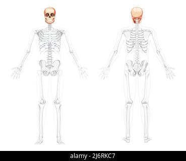 Set aus Schädelskelett Kopf Kopf vorne Rückansicht mit offenen Händen teilweise transparent. Menschliches Kiefer-Modell mit anatomisch korrekter realistischer, flacher natürlicher Farbkonzeption Vektordarstellung isoliert Stock Vektor