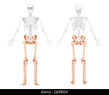 Untere Gliedmaßen Skelett Vorderansicht hinten mit Seite offen Arm Posen teilweise transparente Körperposition. Anatomisch korrektes menschliches Becken mit Beinen, Oberschenkeln, Füßen, Knöcheln 3D realistische flache Vektorgrafik Stock Vektor