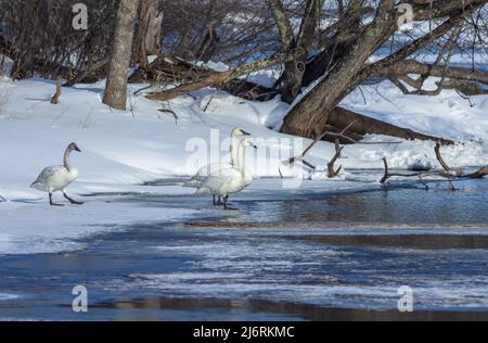 Trumpeter Schwäne in Nordwisconsin. Stockfoto