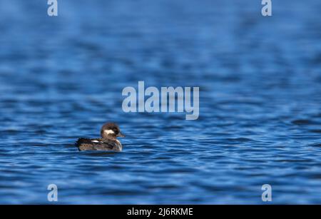 Henne bufflehead ruht in einem nördlichen Wisconsin See. Stockfoto