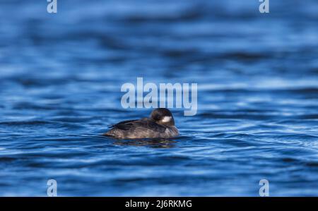 Henne bufflehead ruht in einem nördlichen Wisconsin See. Stockfoto