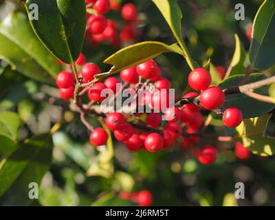 Rote Holly-Beeren Stockfoto