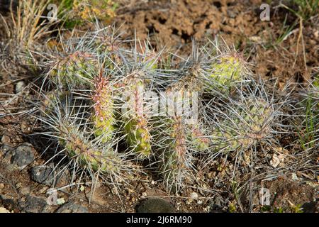 Prärie-Kaktusbirne (Opuntia polyacantha), Idaho Falls District Bureau of Land Management, Clark County, Idaho Stockfoto