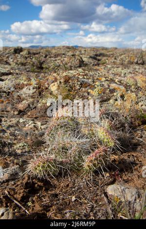 Prärie-Kaktusbirne (Opuntia polyacantha), Idaho Falls District Bureau of Land Management, Clark County, Idaho Stockfoto