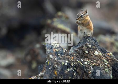 Chipmunk, Craters of the Moon National Monument, Peaks to Craters Scenic Byway, Idaho Stockfoto