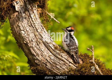 Downy Woodpecker (Dryobates pubescens), Baskett Slough National Wildlife Refuge, Oregon Stockfoto