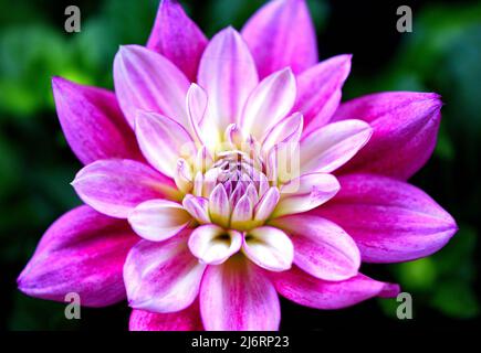 Nahaufnahme einer einzelnen Hypnotica Electric Pink Dahlia Stockfoto