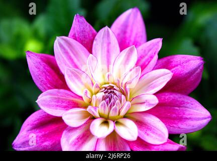 Nahaufnahme einer einzelnen Hypnotica Electric Pink Dahlia Stockfoto