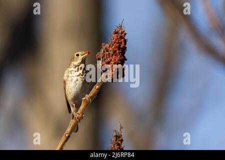 Hermit Thrush (Catharus guttatus) Stockfoto