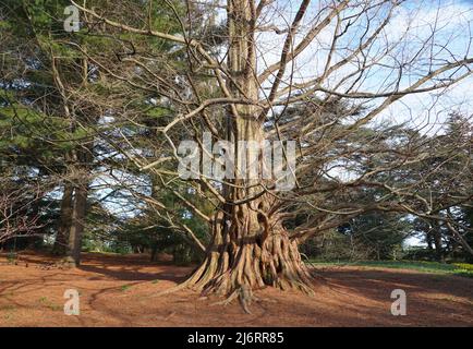 Ein großer Baum mit der einzigartigen Rinde von Dawn Redwood, auch bekannt als Metasequoia Stockfoto