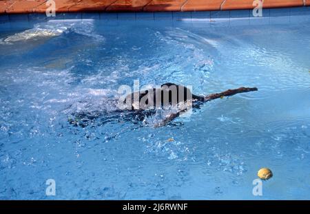 EIN SCHWARZER LABRADOR HOLT EINEN GROSSEN STOCK AUS DEM PRIVATEN POOL IM GARTEN. SYDNEY, NEW SOUTH WALES, AUSTRALIEN. Stockfoto