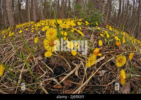 Coltsfoot oder Tussilago fara wachsen wild in einem feuchten Wald neben der Straße in Ontario, Kanada Stockfoto