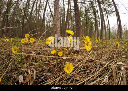 Coltsfoot oder Tussilago fara wachsen wild in einem feuchten Wald neben der Straße in Ontario, Kanada Stockfoto