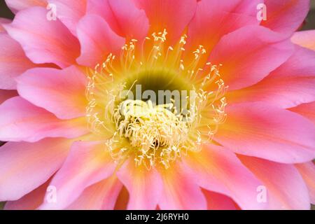 Echinopsis fliegender Untertasse Kaktus in Blüte. Stanford, Santa Clara County, Kalifornien, USA. Stockfoto