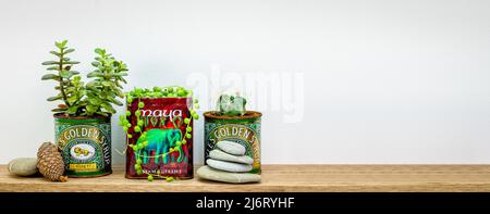 goldene Sirup- und Teedosen, die für saftige Pflanzen im Regal verwendet werden, werden wiederverwendet und aufgebraucht, um Abfall im nachhaltigen Garten mit Copyspace zu reduzieren Stockfoto
