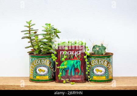 goldene Sirup- und Teedosen, die für saftige Pflanzen in Regalen verwendet werden, wiederverwendet werden und aufwachsen, um Abfall in einem nachhaltigen Garten zu reduzieren Stockfoto