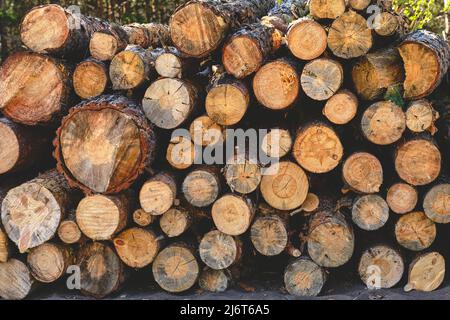 Hintergrund, gesägte Kiefern, Holzernte Stockfoto