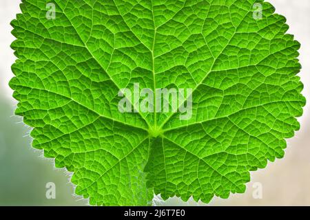 Das grüne Blatt der jungen Hollyhock-Pflanze (Alcea rosea) schließt Details von Venen und Nerven aus. Konzept von Jugend, Ökologie, Nachhaltigkeit und neuem Leben. Stockfoto