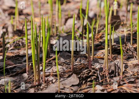 Die ersten grünen Sprossen erscheinen im Frühjahr im Wald unter dem Laub des letzten Jahres. Stockfoto