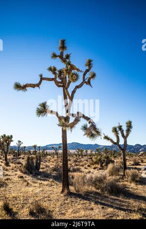 Joshua Trees im Joshua Tree National Park an einem sonnigen Nachmittag. Stockfoto