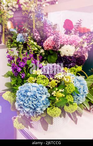 Schöner Frühlingsstrauß. Blumenarrangement mit Hortensien in verschiedenen Farben. Die Farbe ist lila. Das Konzept eines Blumengeschäftes, eines kleinen Familienbusi Stockfoto